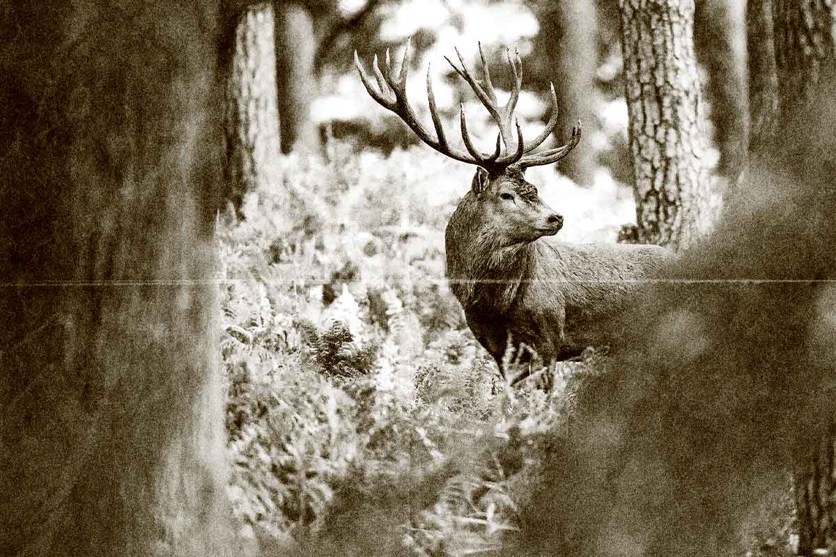 allgaeuer-bergwald-gasthof-hirsch